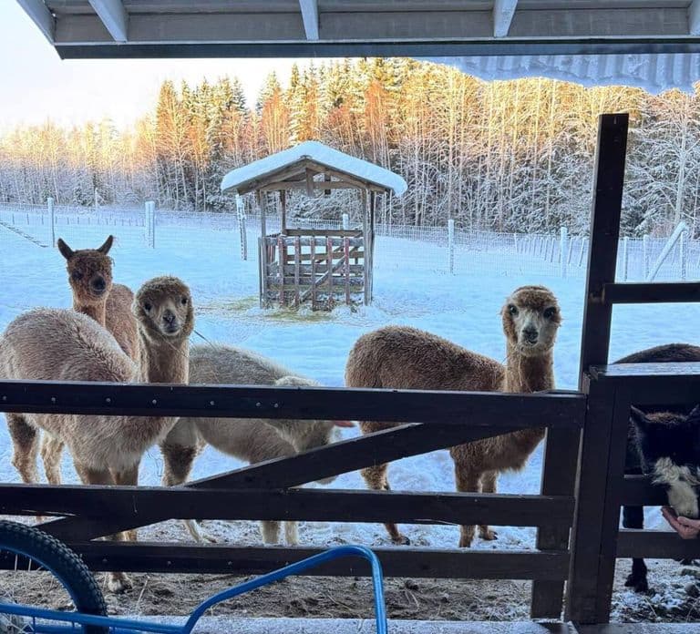 Helsinki: Alpaca Farm Tour met begeleide wandeling (privé)