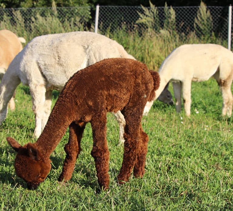 Helsinki: Tour por una granja de alpacas con paseo guiado (privado)