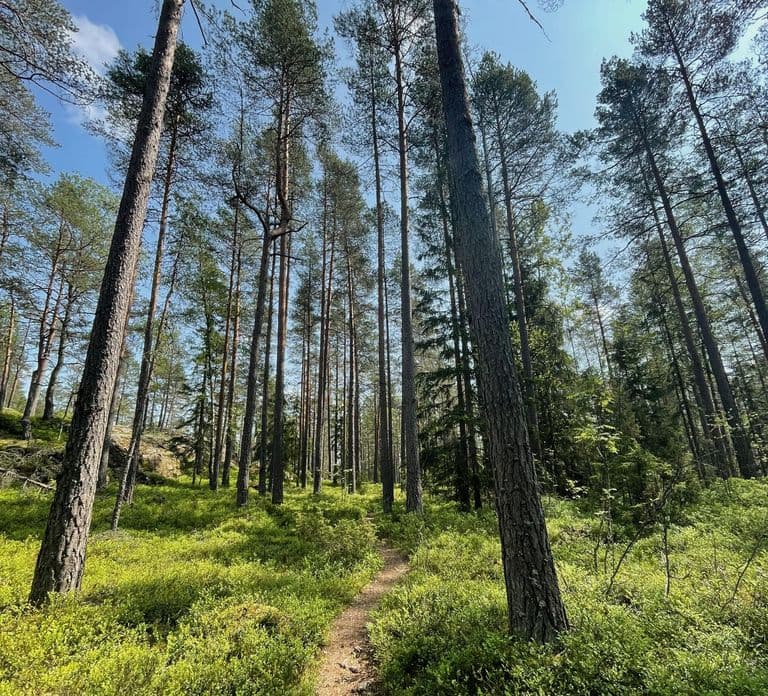 Helsinki: Senderismo en el Parque Nacional Nuuksio con almuerzo en fogata