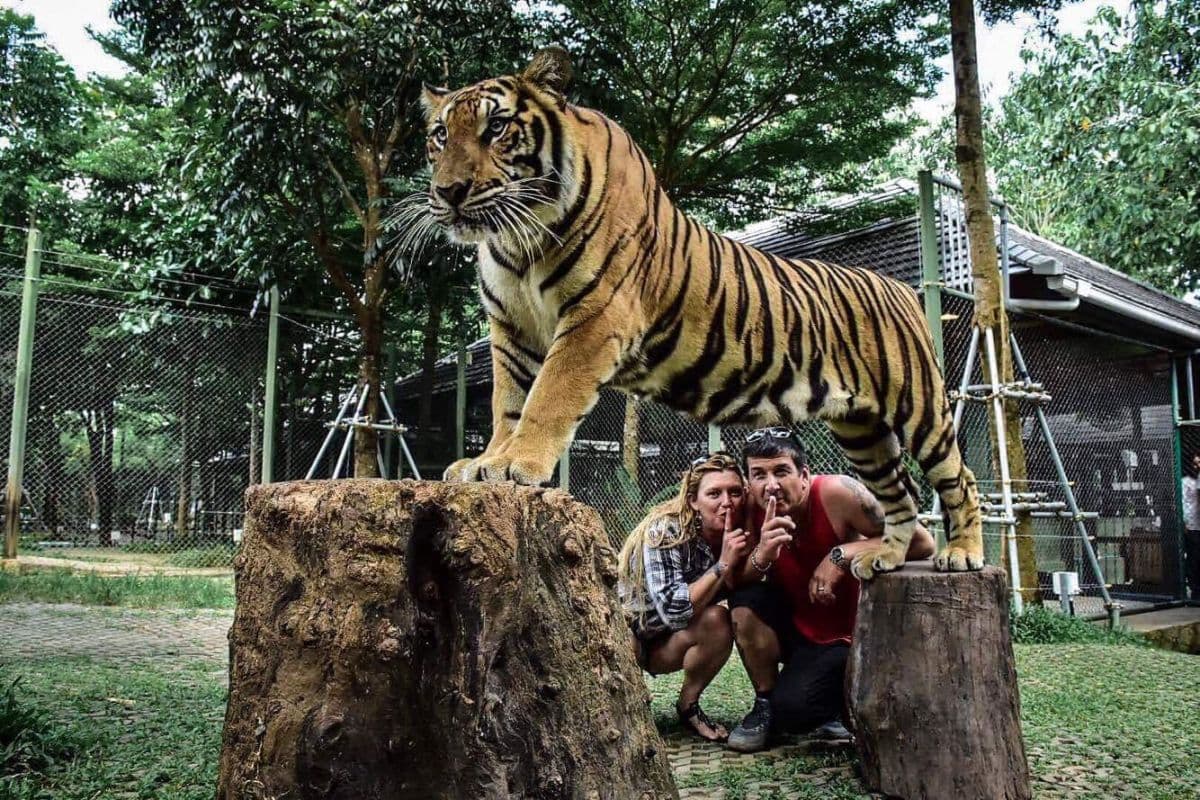 Tiger Kingdom Phuket with Private Transportation in Phuket
