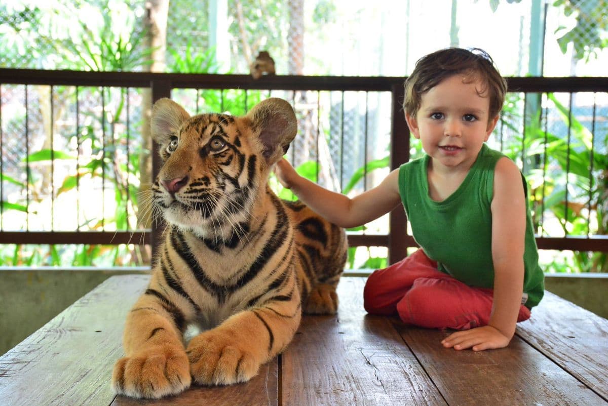 Tiger Kingdom Phuket con trasporto privato a Phuket