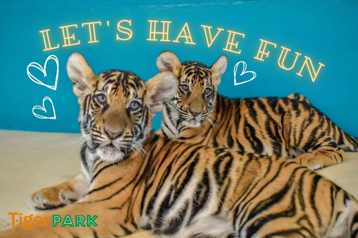 Tiger Park Big Buddha Phuket