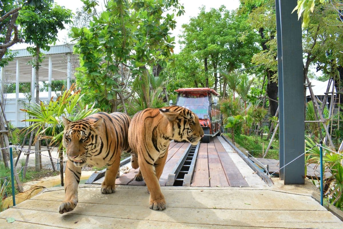 Tiger Park Big Buddha Phuket