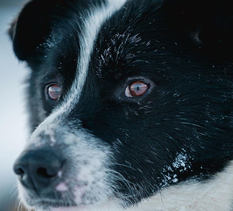 Inari : Visite d'une ferme de huskies