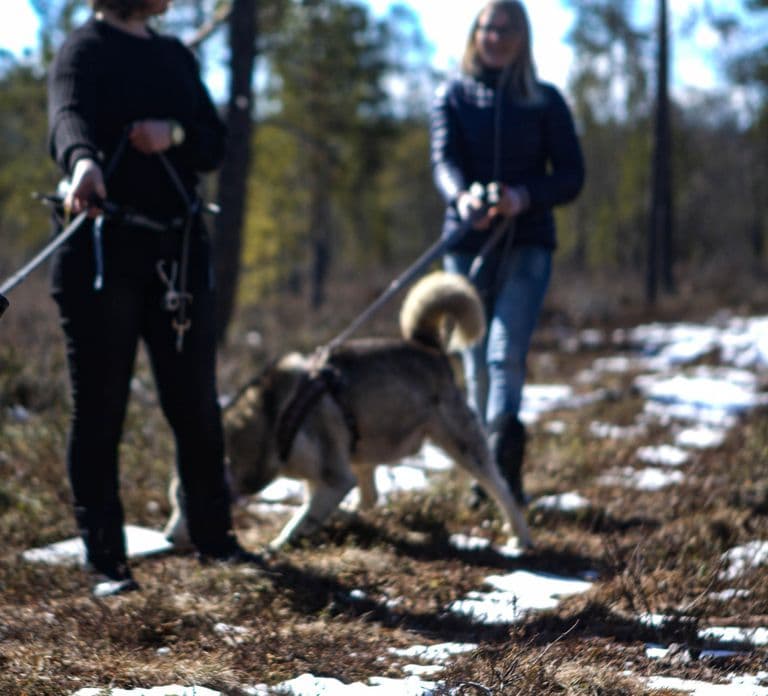 Inari: Husky Hike