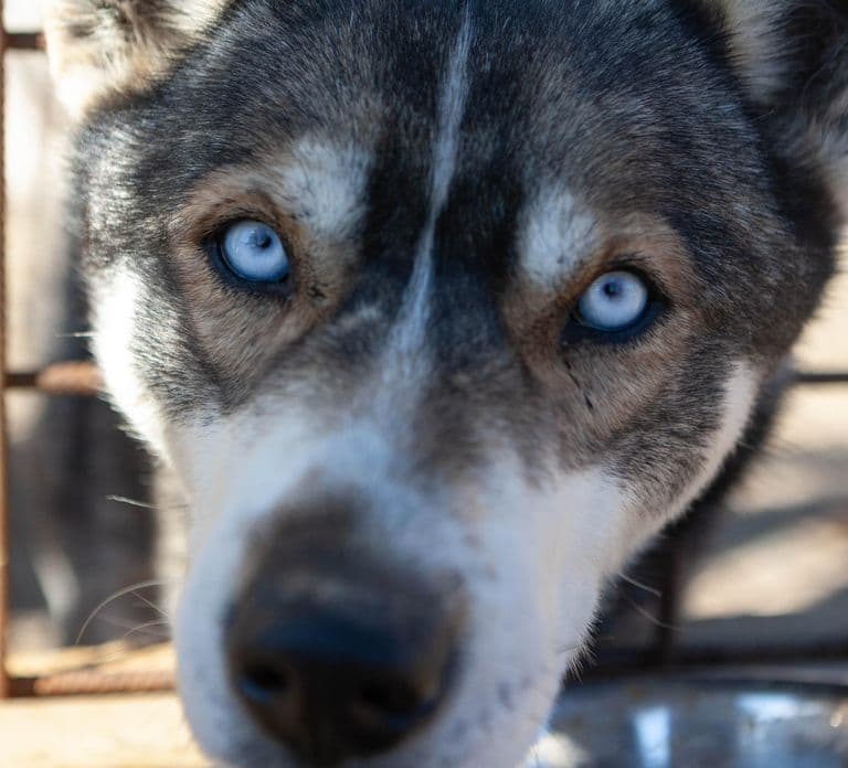 Inari: Husky Hike