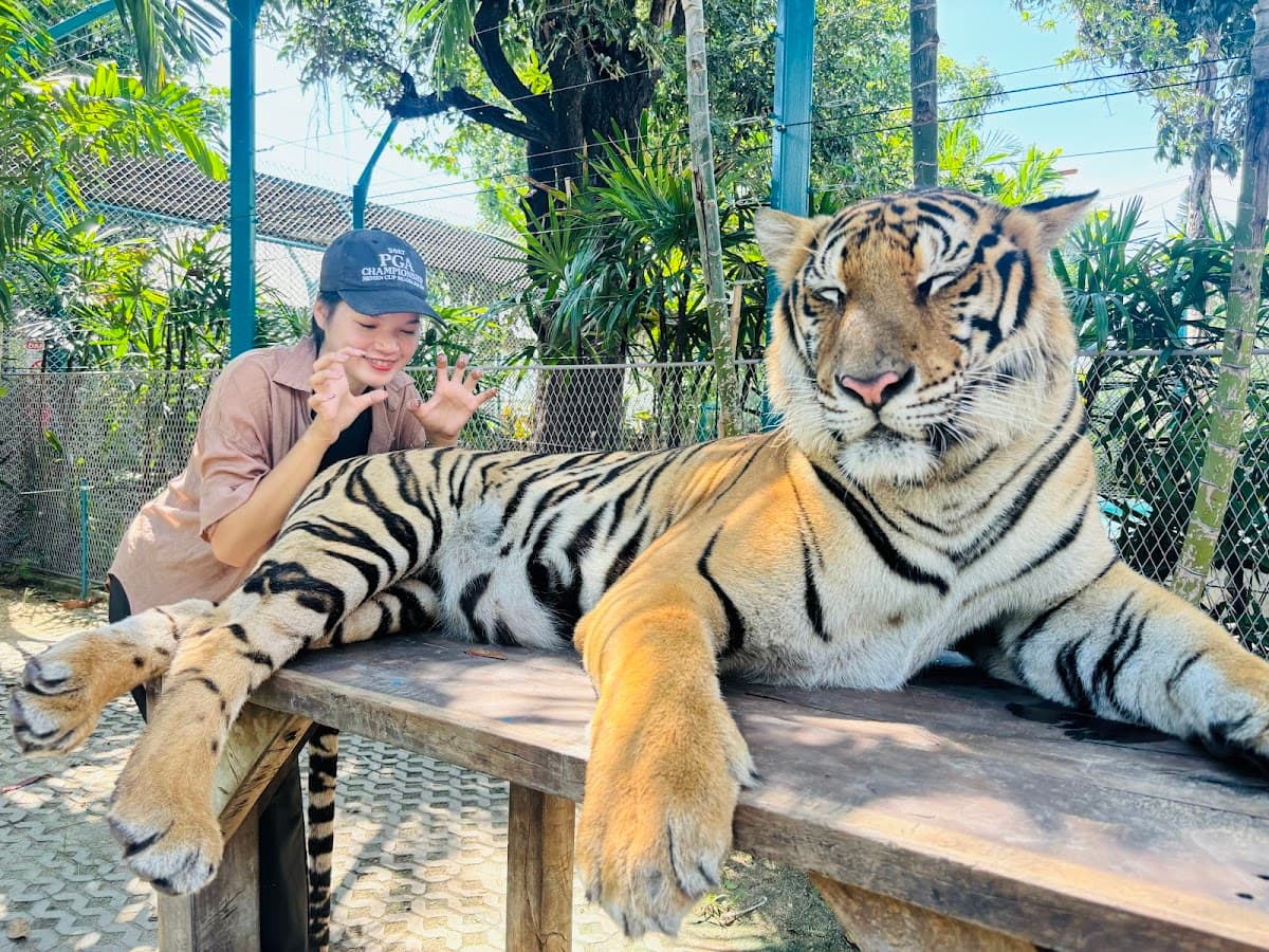 Tiger Park Pattaya