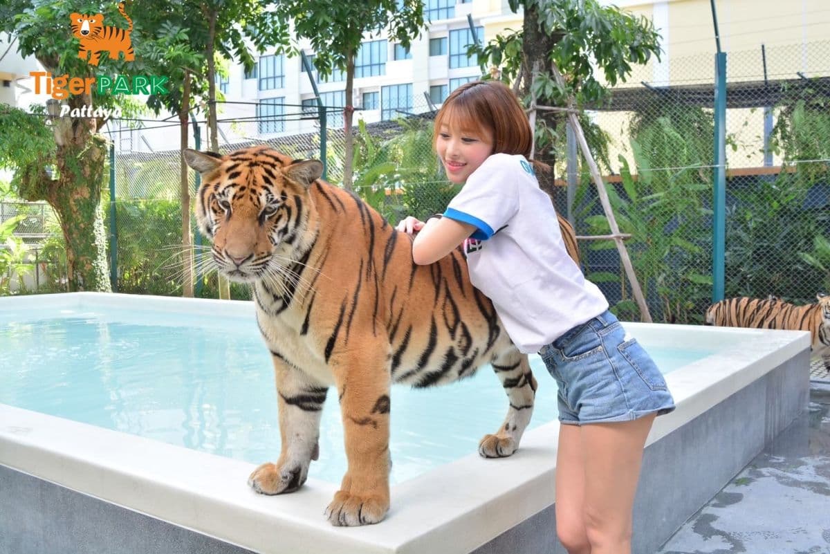 Tiger Park Pattaya