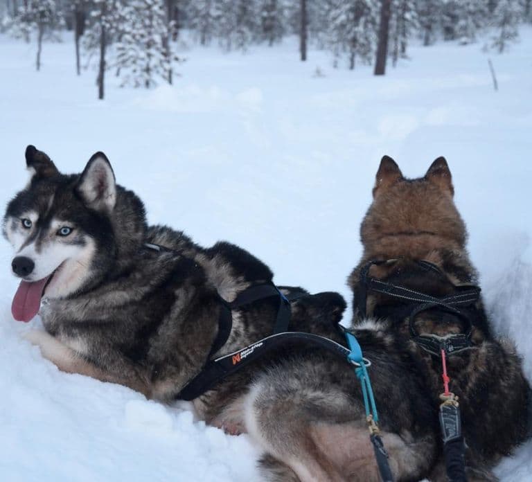 Ivalo: Aurora Hunting with Huskies