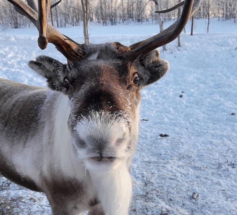 Ivalo: PRIVATE Snowmobile Safari, meet&feed reindeers, lunch