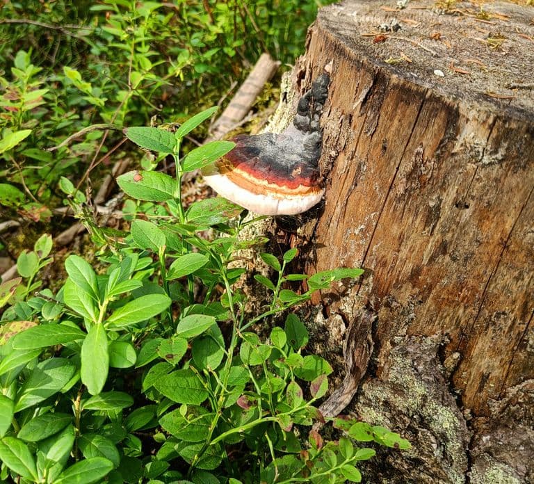 Jyväskylä: Begeleide boswandeling of wandeltocht met kampvuur