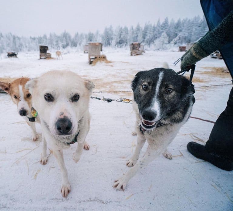 Kemi-Tornio: Husky-sleedetocht met warm drankje