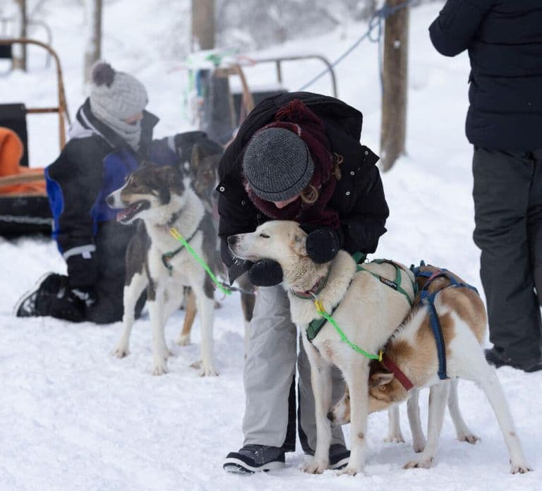 Kemi-Tornio: Husky-sleedetocht met warm drankje