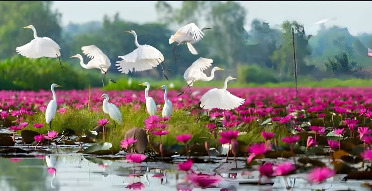 Udon Thani Red Lotus Lake Morning Boat Experience