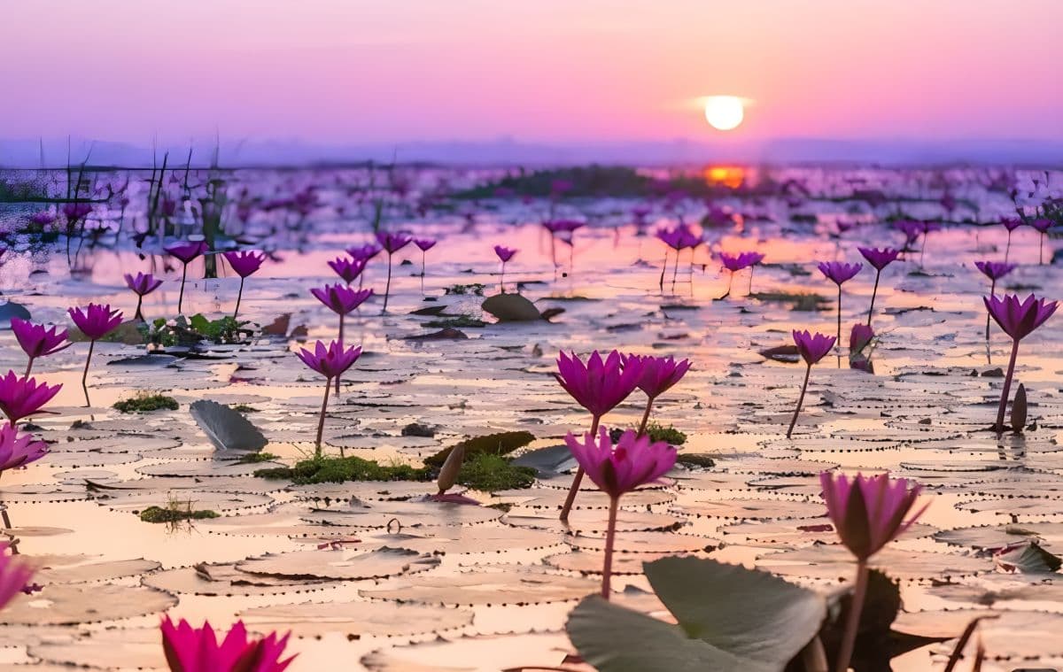 Udon Thani Red Lotus Lake Morning Boat Experience