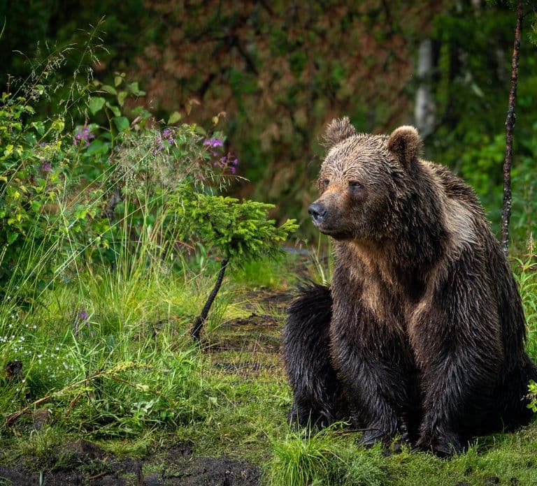 Kuusamo: Bear Watching Overnight Tour