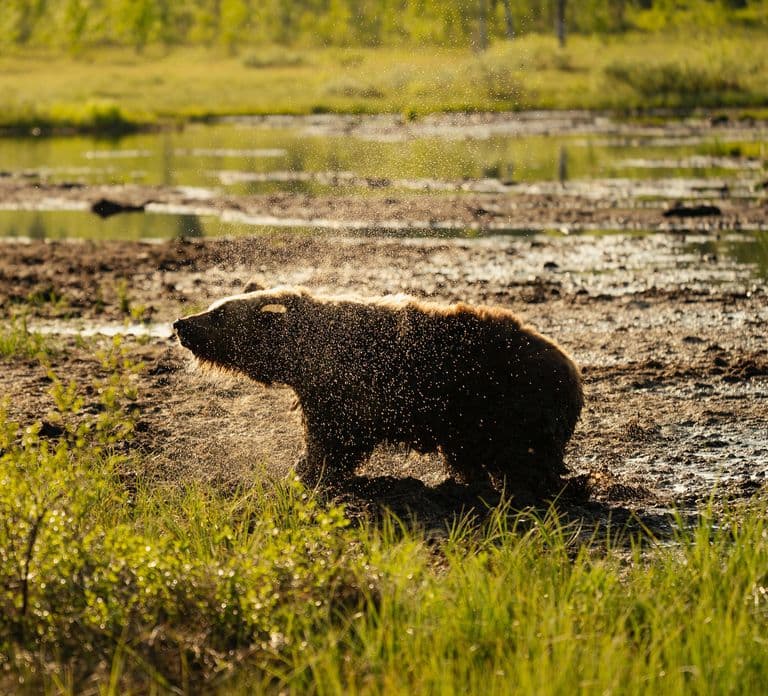 Kuusamo: Bear Watching Overnight Tour