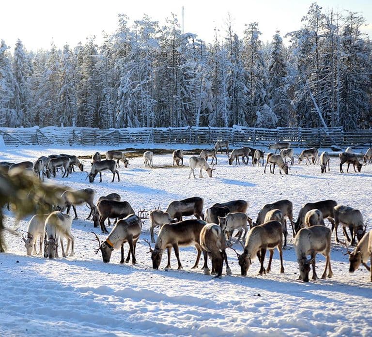 Kuusamo: Poranne karmienie setek reniferów