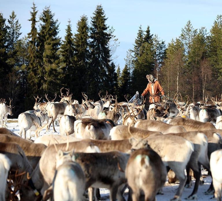Kuusamo: Poranne karmienie setek reniferów