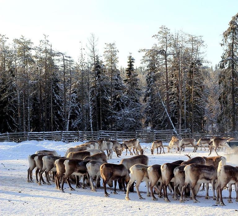 Kuusamo: Poranne karmienie setek reniferów