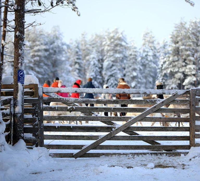 Kuusamo: Reindeer Farm Visit