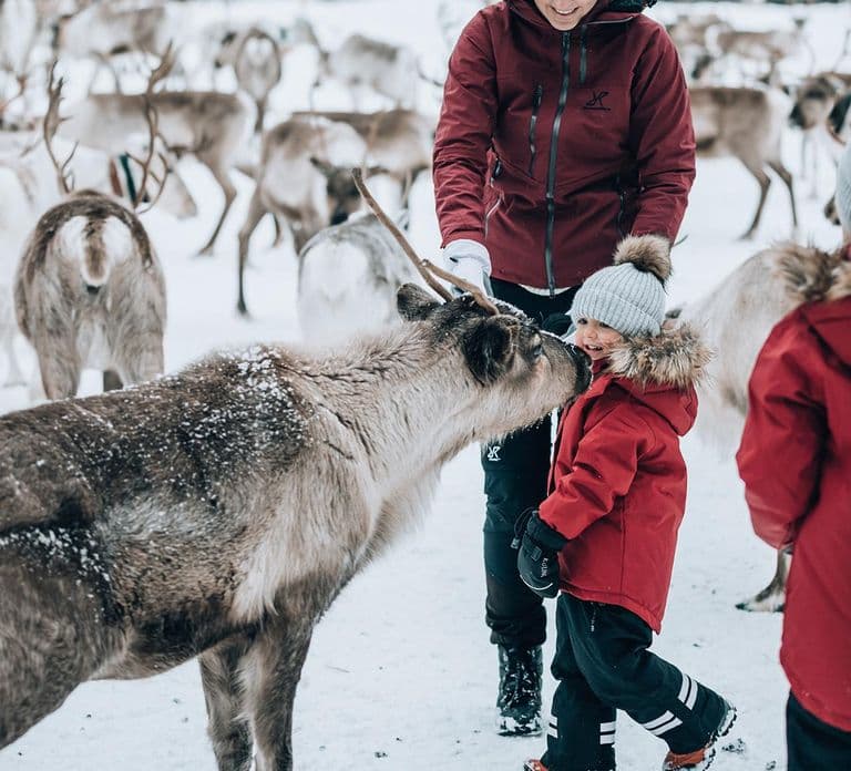 Kuusamo: Reindeer Farm Visit