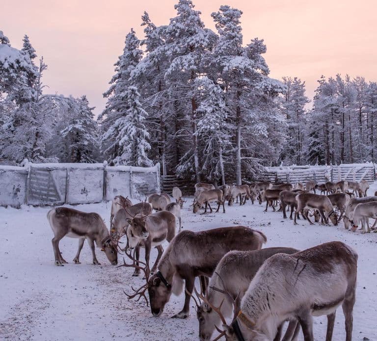Kuusamo: Reindeer Sleigh Ride and Farm Visit