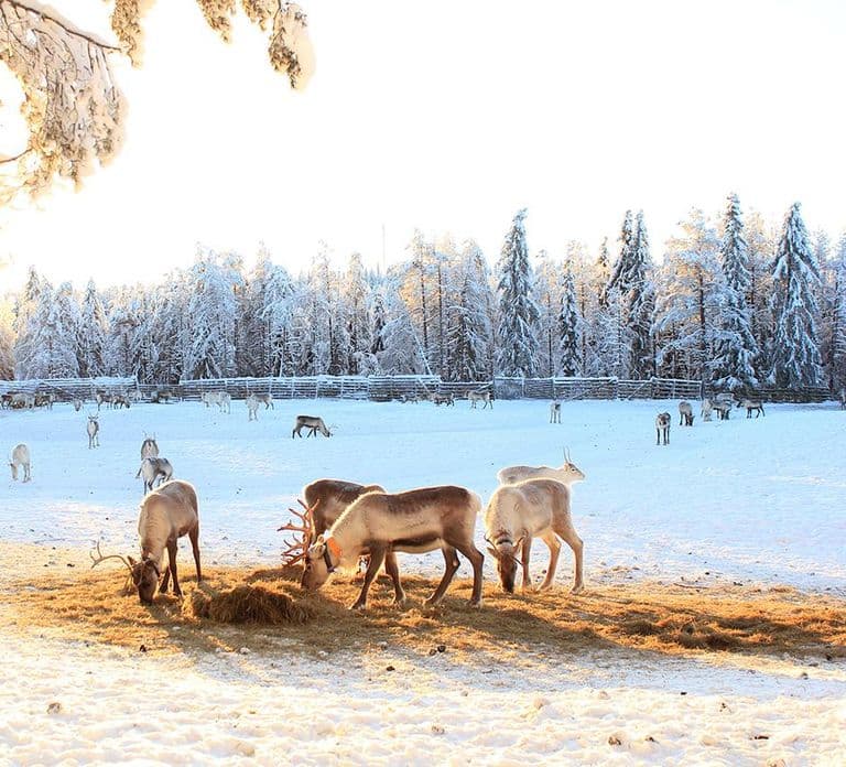 Kuusamo: Reindeer Sleigh Ride and Farm Visit