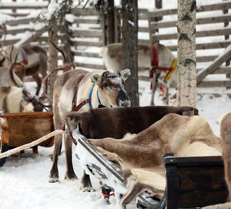Kuusamo: Reindeer Sleigh Ride in Kujalan Porotila