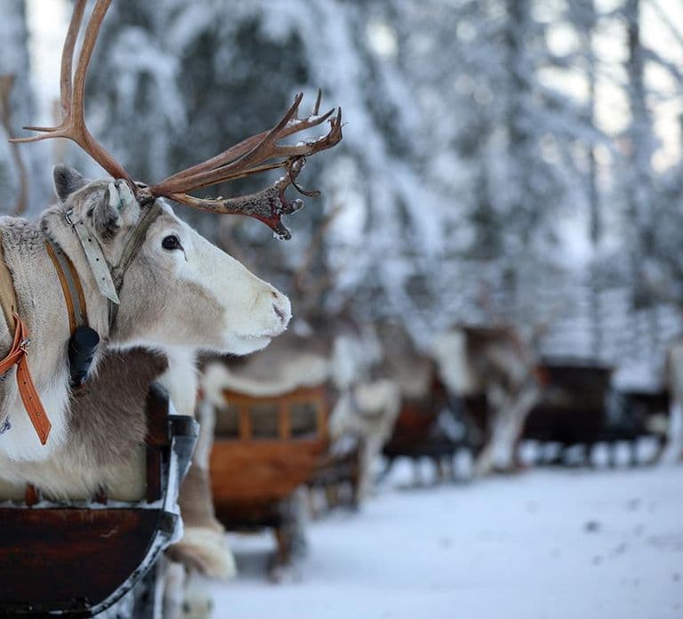 Kuusamo: Reindeer Sleigh Ride in Kujalan Porotila