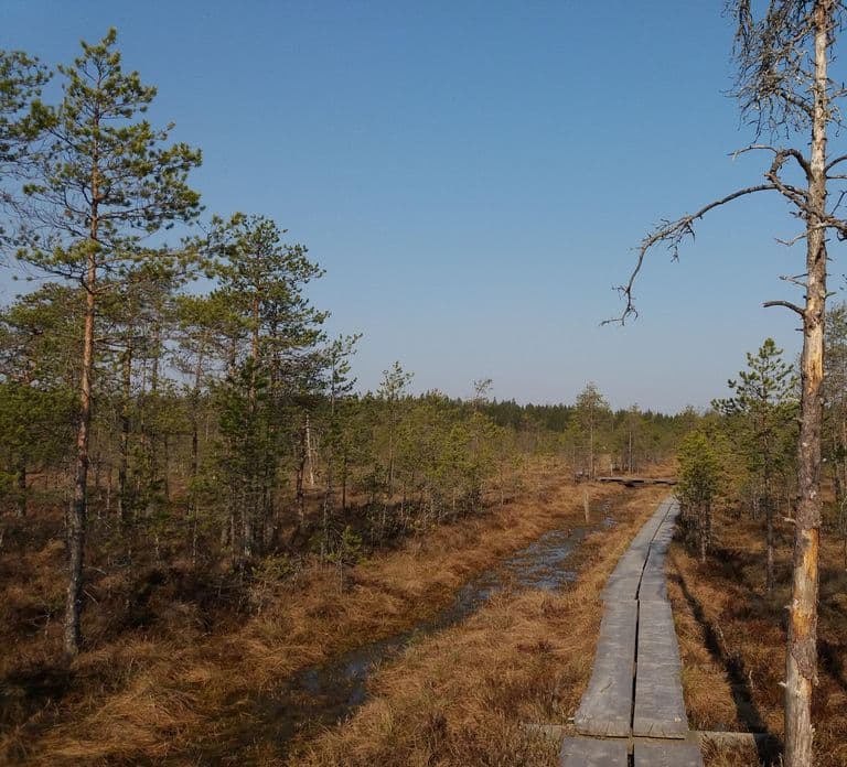 Lahti: Guided Nature Walk The Heart of The Swamp