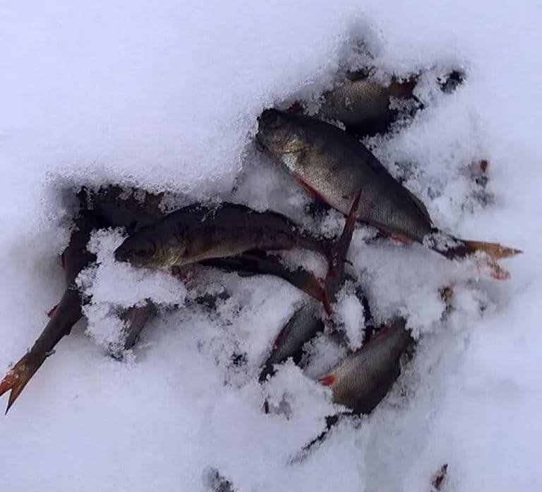 Laponia: Pesca en hielo, flotación y aventura de barbacoa en la nieve