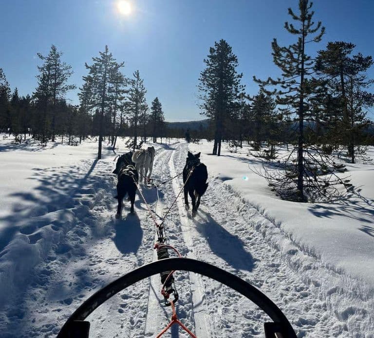 Levi: 2 km di slitta con gli husky nella natura selvaggia