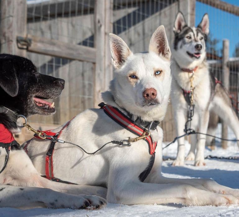 Levi: Arctic Combo – Husky & Reindeer Ride