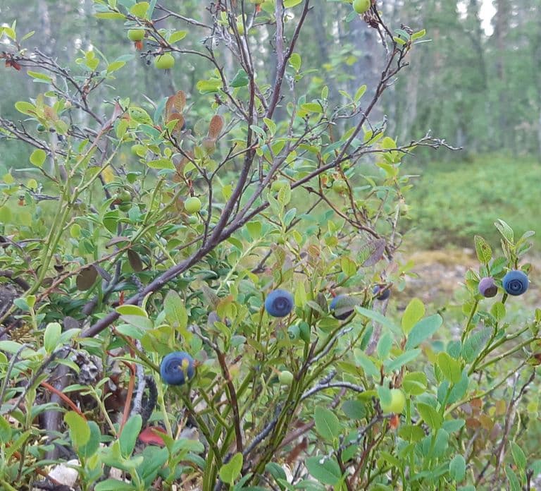 Levi: Zbieranie jagód – superfoods prosto z natury
