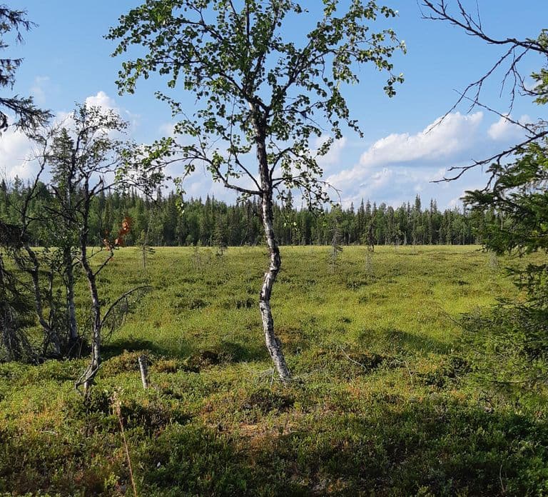 Levi: Raccolta di bacche - Superfood dalla natura