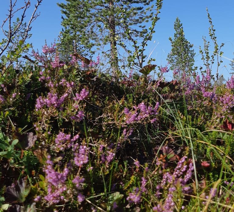 Levi: Zbieranie jagód – superfoods prosto z natury