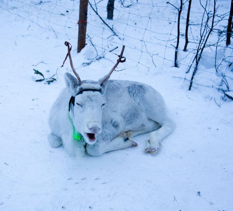 Levi: Enchanted 1.5km Forest Reindeer Sleigh Ride