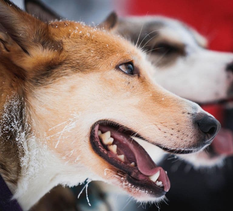 Levi: Tour di un allevamento di husky e renne con giro in slitta