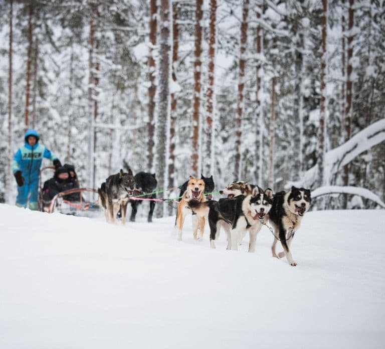 Levi: Visita a fazenda de huskies e renas com passeio de snowmobile