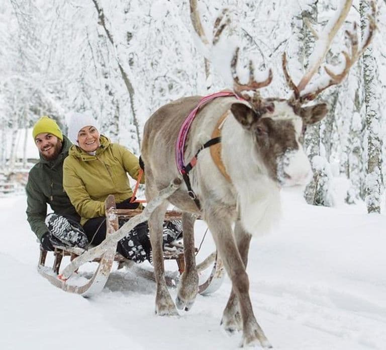 Levi: Rentier-Safari in Lappland