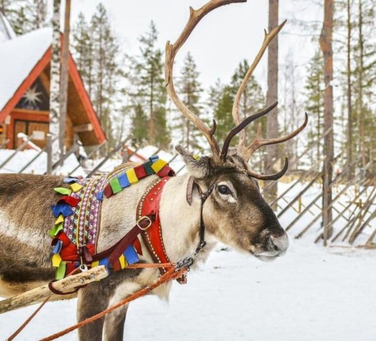 Levi: Lapland Reindeer Safari