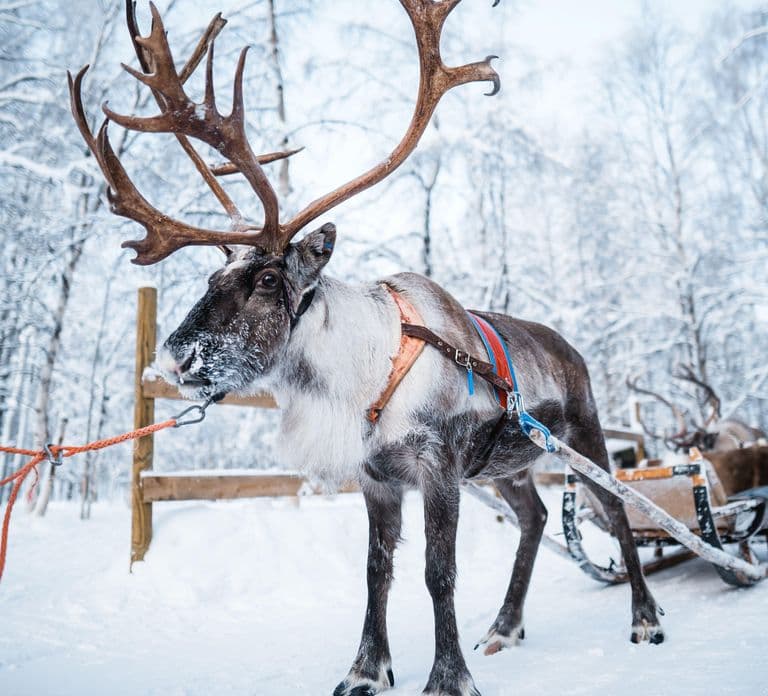 Levi: Lappish Reindeer Sled Ride 3 km
