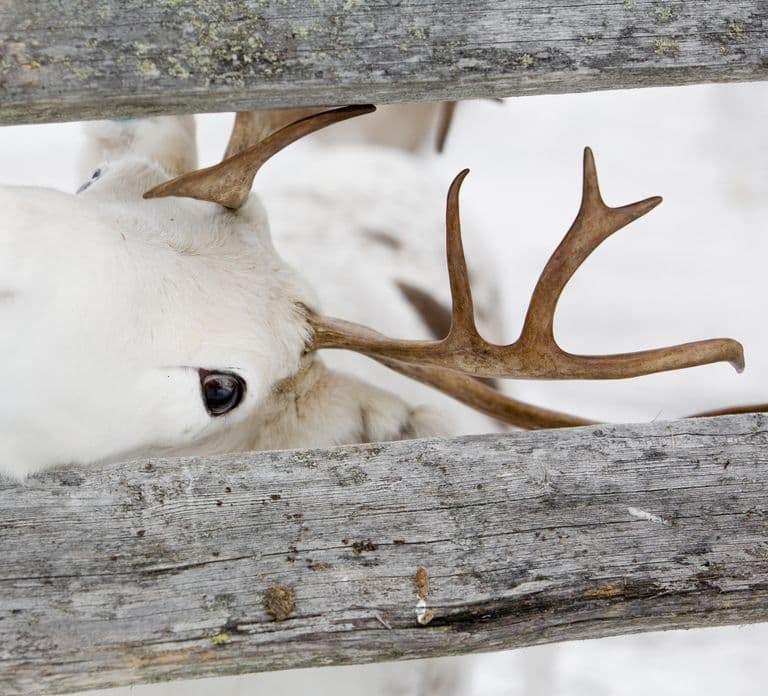 Levi: Lappish Reindeer Sled Ride 3 km