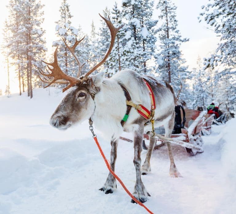 Levi: Lappish Reindeer Sled Ride 3 km