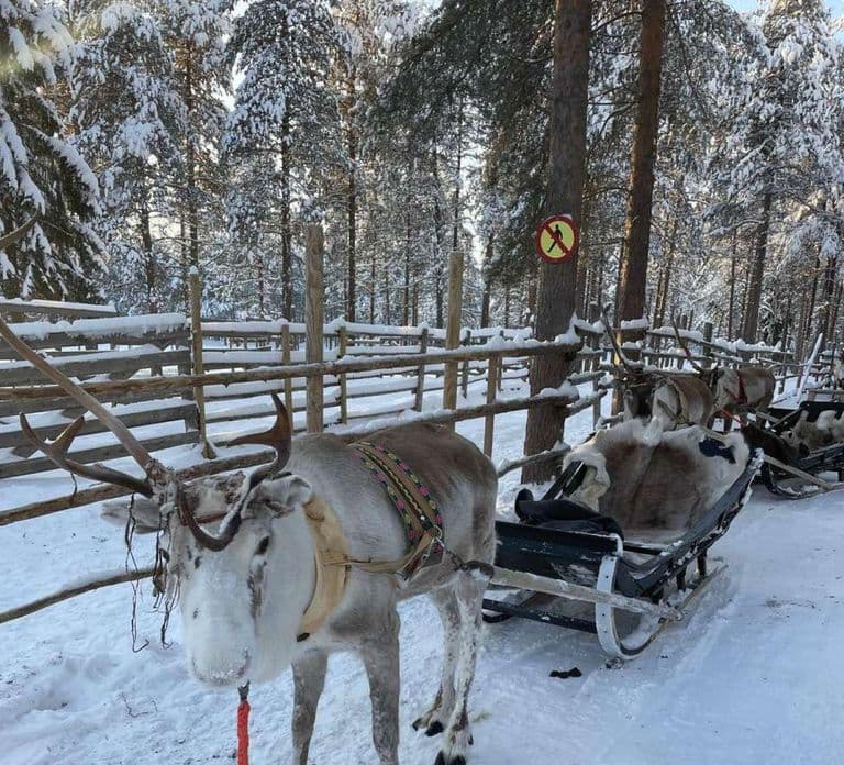 Levi: Meet Reindeer and Visit Husky Kennel