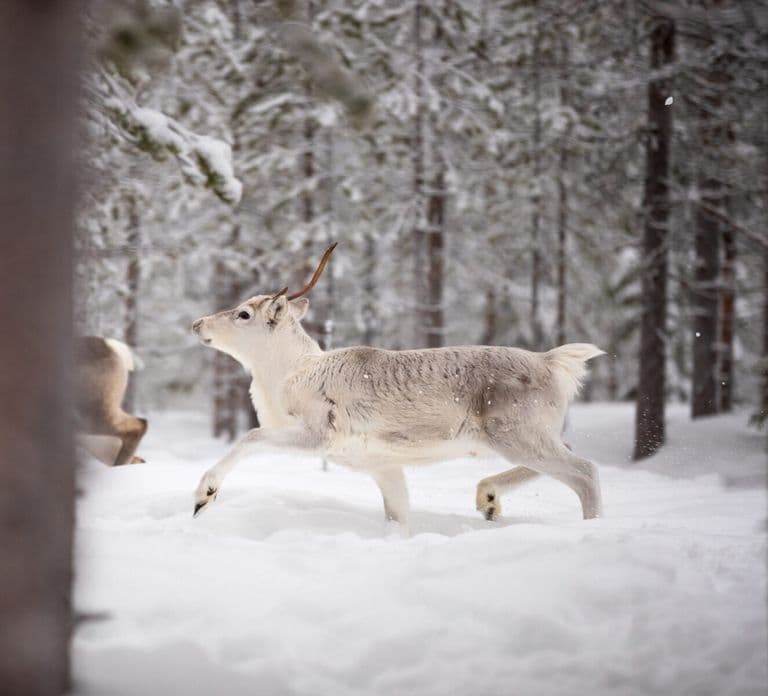 Levi: Traditional Reindeer Husbandry Experience