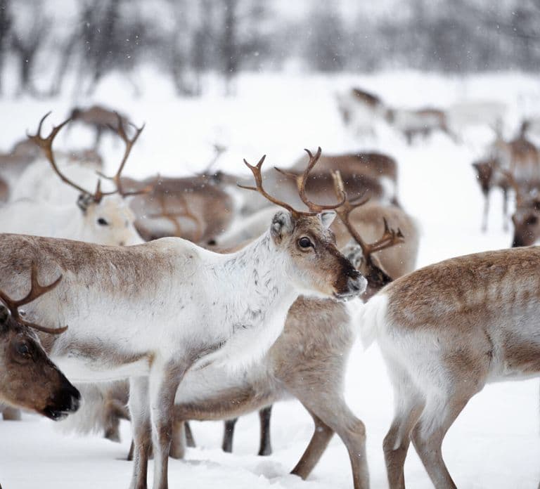 Levi: Traditional Reindeer Husbandry Experience