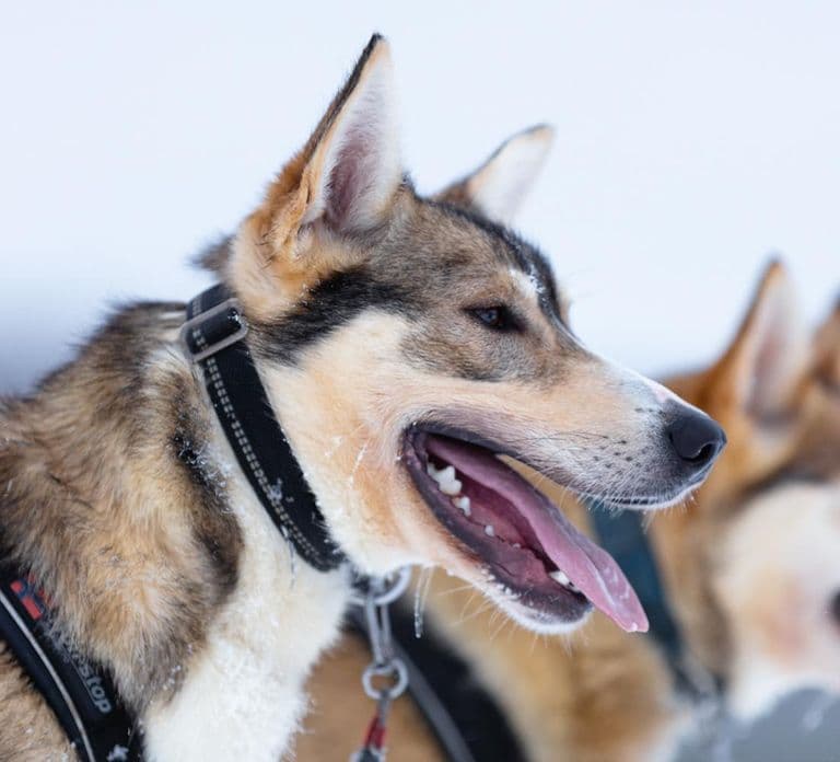 Levi: Winter Highlights Family Day