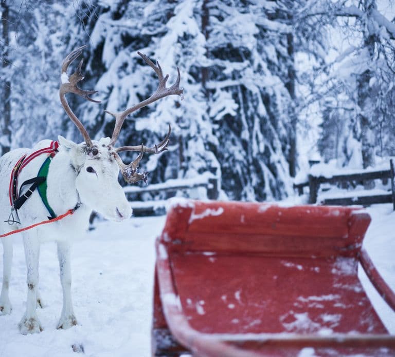 Levi: Winter Highlights Family Day